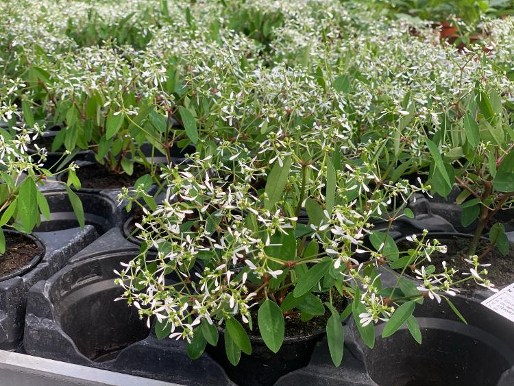 Euphorbia Diwali Shower - pot 10,5 cm