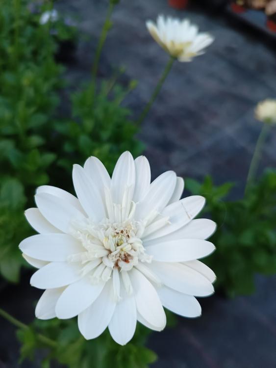 Osteospermum 3D Nanuk White - pot de 10,5 cm