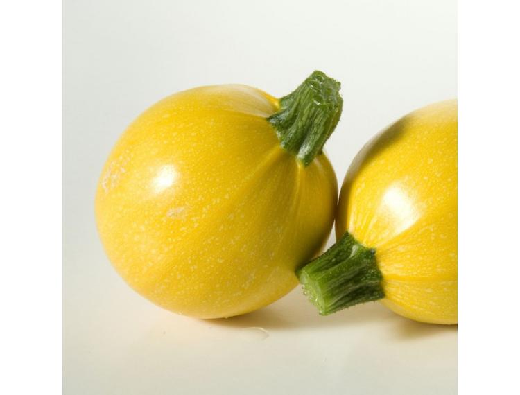 Plant de Courgette ronde jaune- pot 10,5 cm