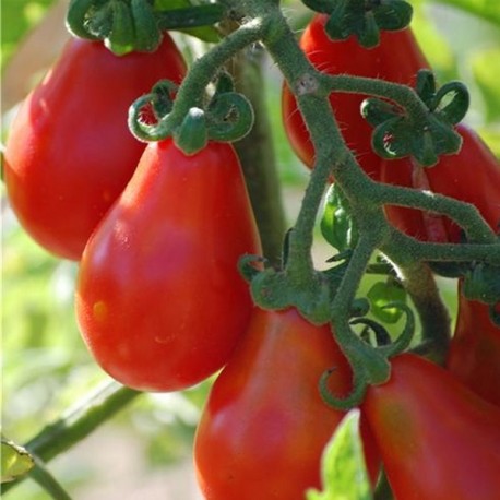 Plant de tomate cerise allongée rouge en forme de poire - variété " Red Pearshaped " - pot de 10.5 cm