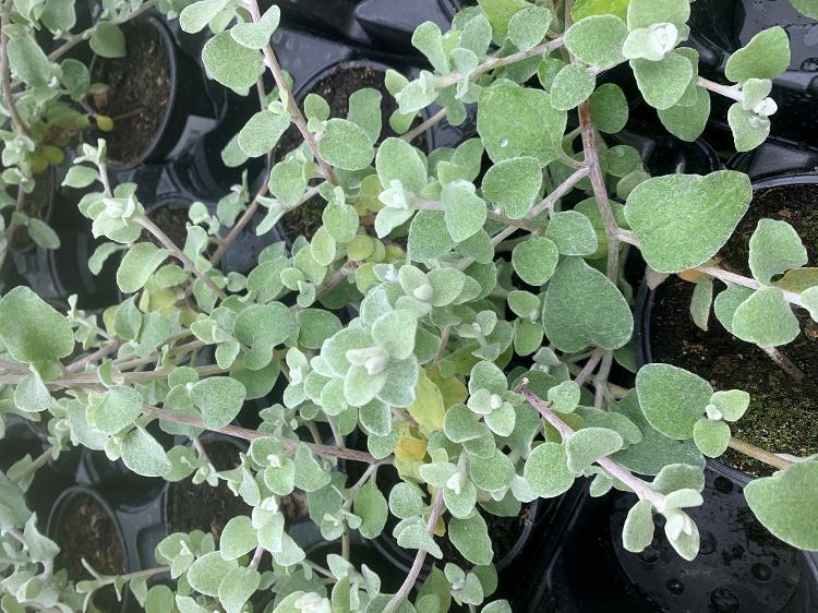 Helychrysum Lanatum (Immortelle laineuse) Silver - pot de 10,5 cm