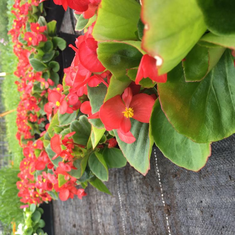 Begonia semperflorens SuperOlympia Red - pot de 7 cm