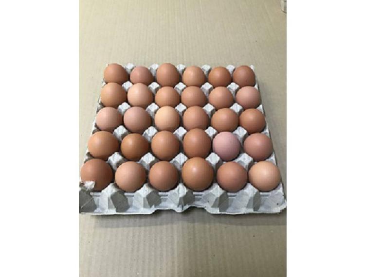 Plateau de 30 œufs