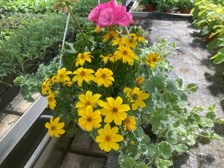 Suspension fleurs annuelles 1 - pot 30 cm