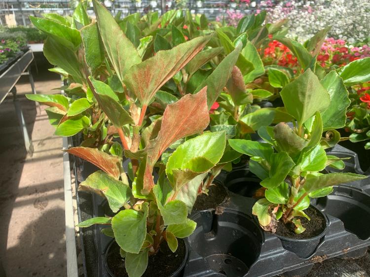 Begonia hybride Big Red green leaf - pot 10,5 cm