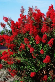 Lagerstroemia Indica Red Imperator (Lilas des Indes) - Motte