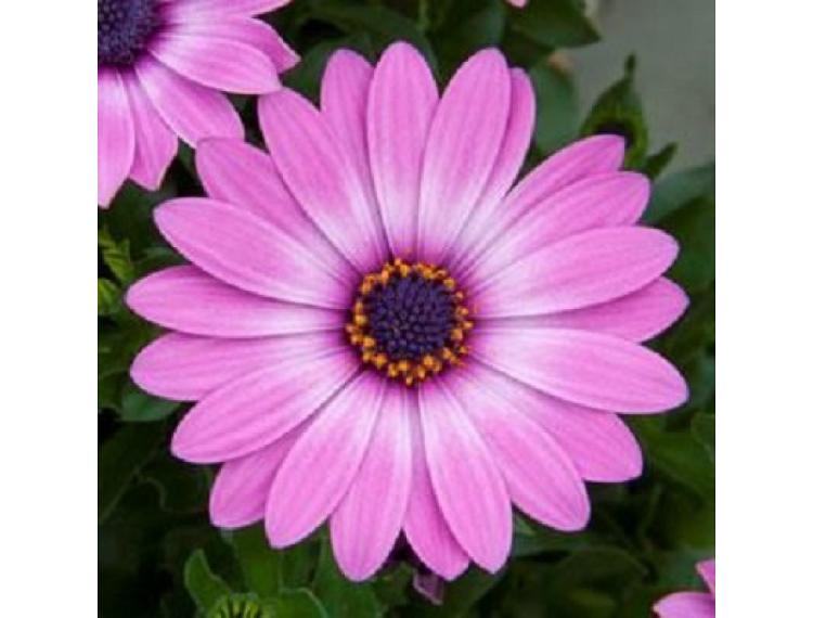 Osteospermum Flower Power Lavender Pink - pot de 10,5 cm