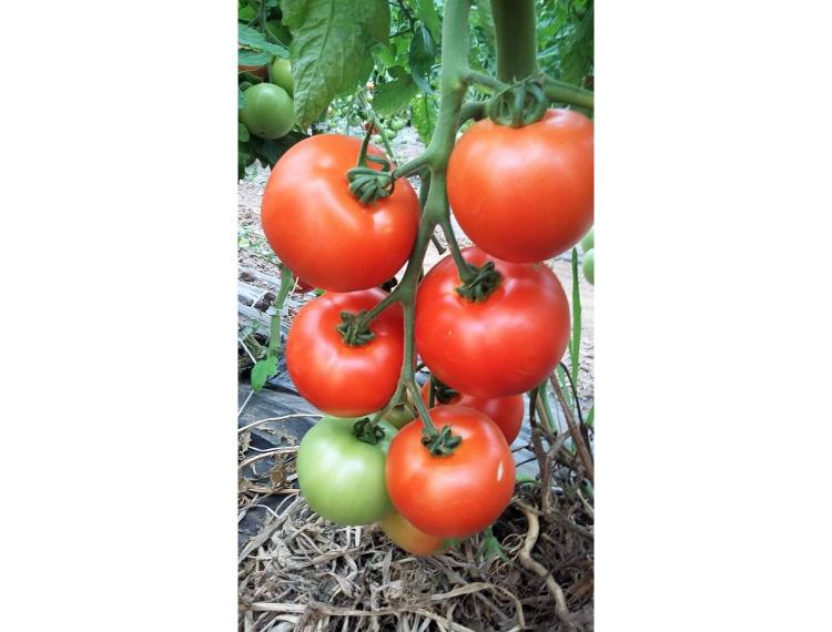 tomate ronde PARONSET