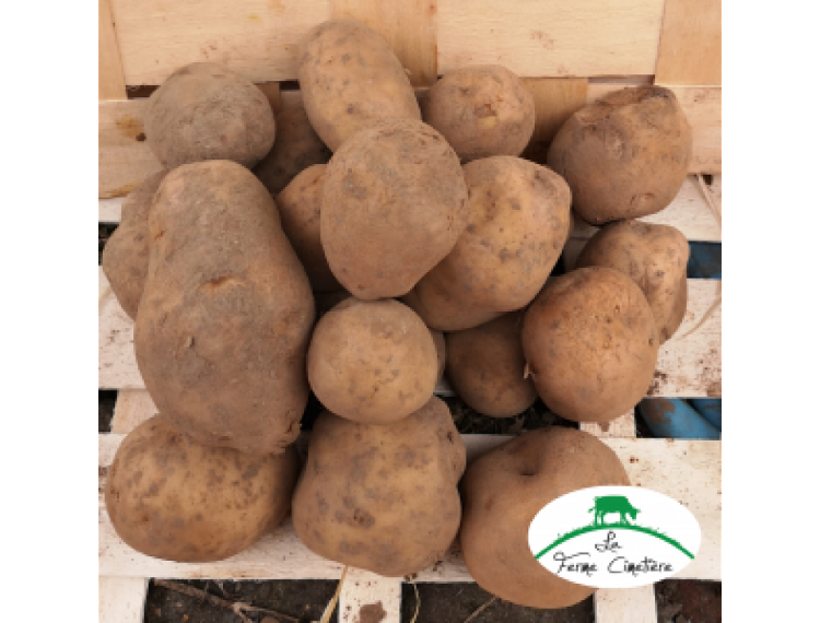Pommes de terre bintje 5 kg