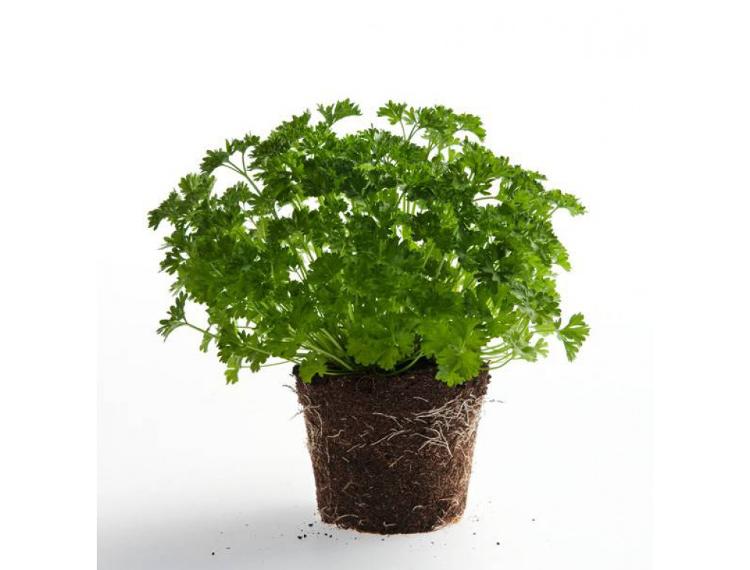 Plant de persil frisé - pot 10,5 cm