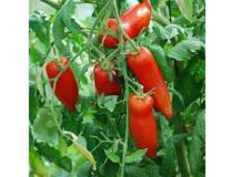 Plant de tomate allongée - variété "Cornue des Andes" - pot de 10.5 cm