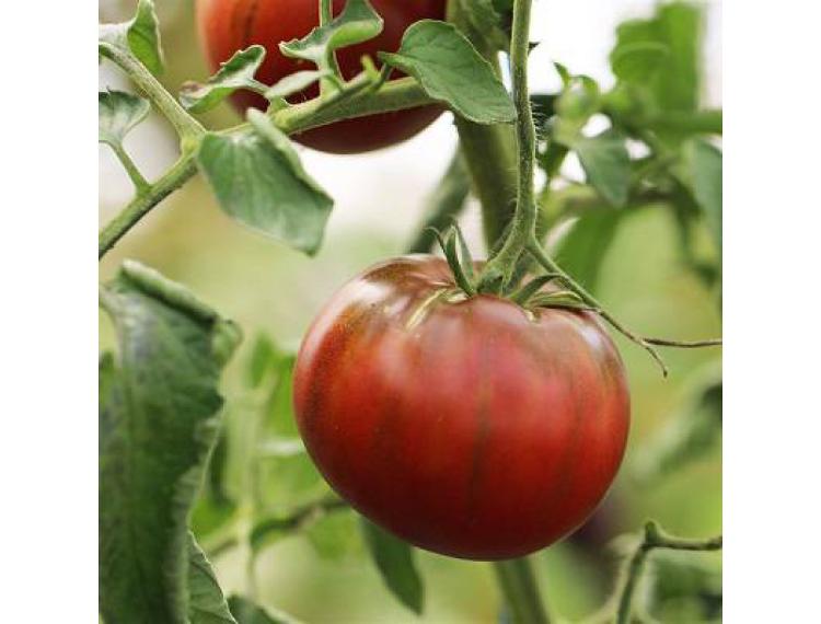 Plant de tomate côtelée - "Noire de Crimée" - pot de 10.5 cm