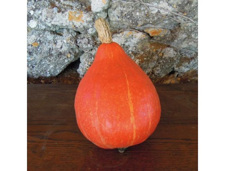 Plant de Courge Potimarron Orange - pot 10,5 cm