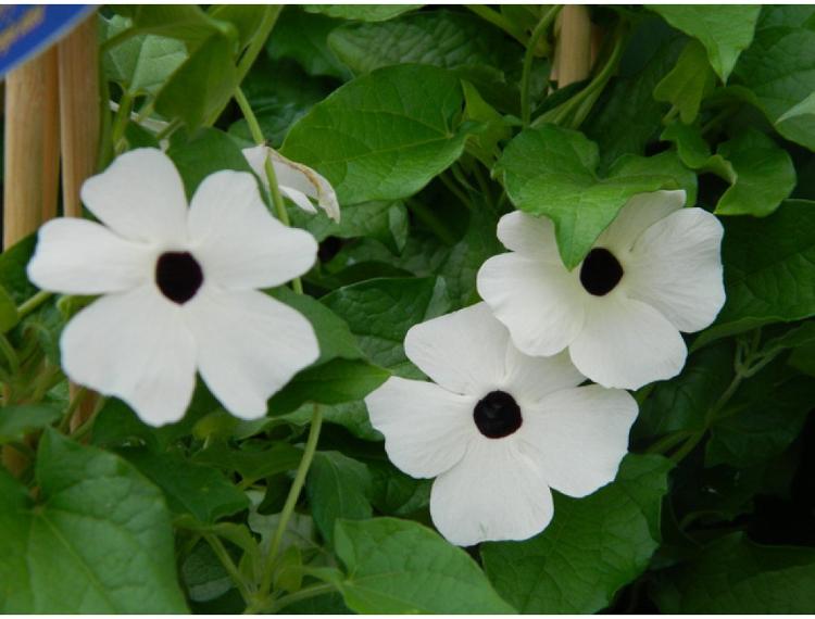 Suzanne aux yeux noirs (Thunbergia) blanc- pot de 16 cm