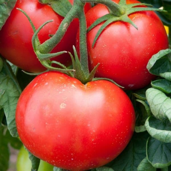 Plant de tomate FANDANGO - pot 10.5 cm