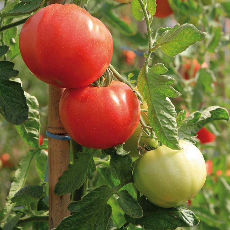 Plant de Tomate Previa - pot de 10.5 cm
