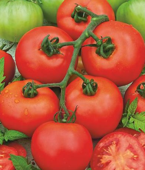 Plant de tomate ronde Pyros- pot de 10.5 cm