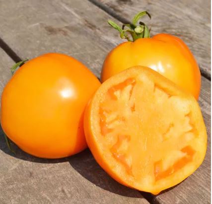 Tomates rondes oranges