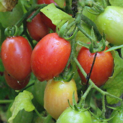 Plant de tomate cerise allongée rouge - Whippersnapper - idéale pour la culture en pot- - pot de 10.5 cm
