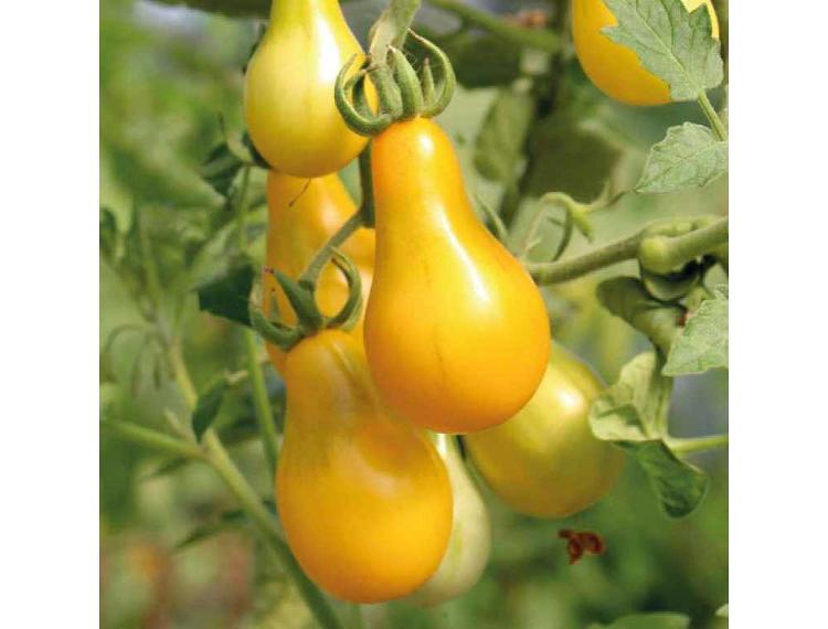 Plant de tomate cerise allongée jaune en forme de poire - variété " Yellow Pearshaped " - pot de 10.5 cm