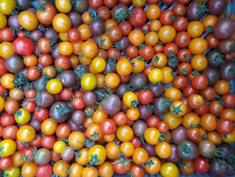 Tomates Cerises - Assortiment