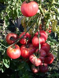Plant de tomate belmonte