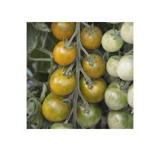 Plant de tomate green grappe