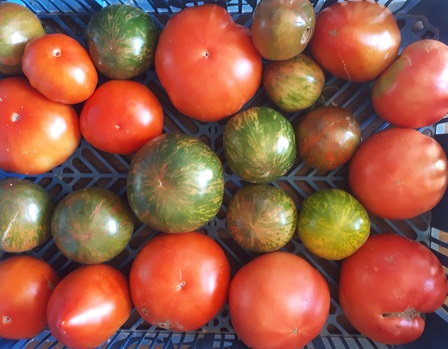 tomates anciennes variées