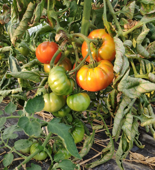 Tomates : panaché de St Pierre et Marmandes