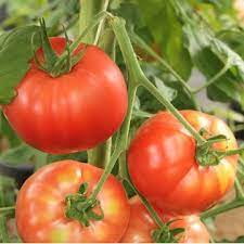 Tomates rondes variété Gloriette
