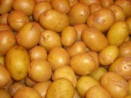 Pommes de terre consommation GRENAILLES AGATA