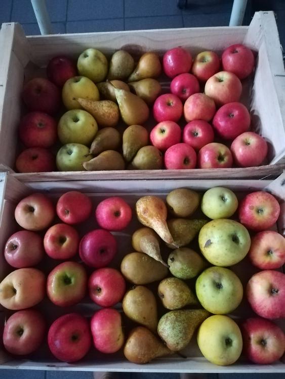 Plateau panaché pommes poires, env 4kg