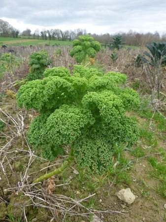 Tête de Chou non pommé Westland Winter ( Kale)