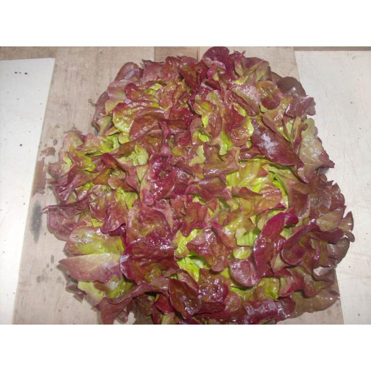 Salade type laitue "Feuille de Chêne Rouge" CAMELAI