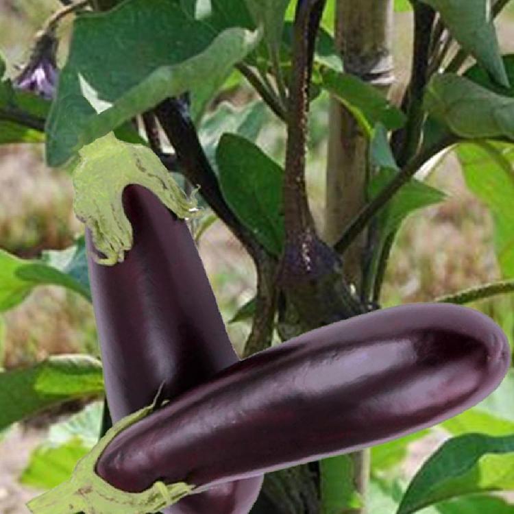 Plant aubergine de Barbentane