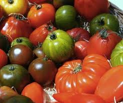 Tomates très mûres à cuisiner