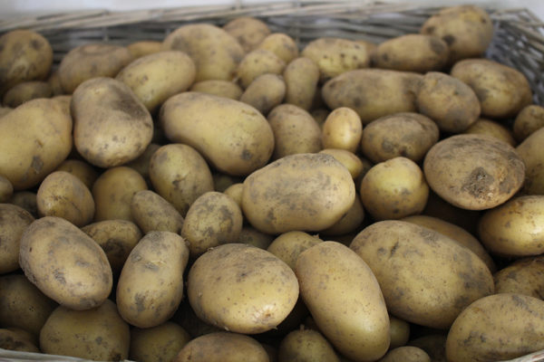 Pommes de terre nouvelles - chaire ferme