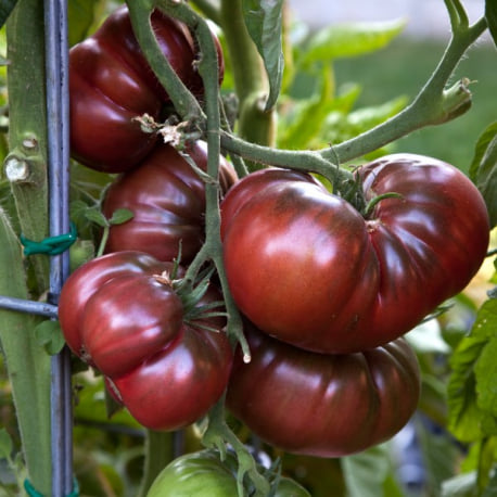 Plant de tomates Noire de Crimée