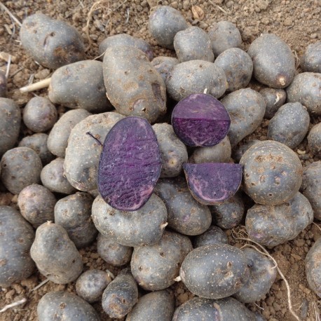 Pommes de terre violette - polyvalente