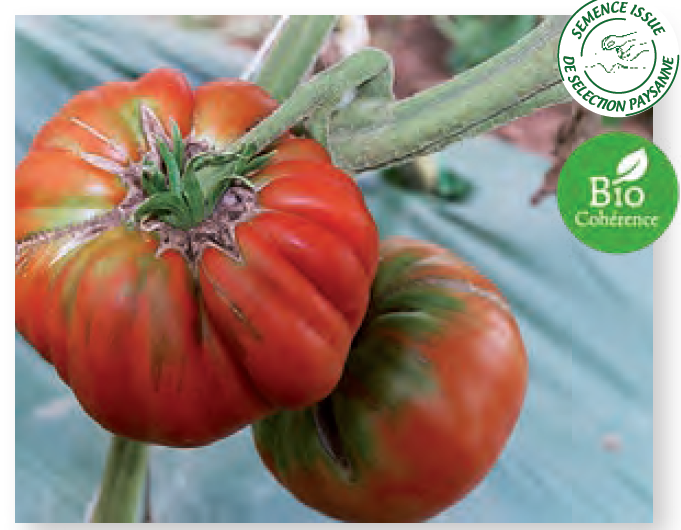 Plant de tomate Marmande