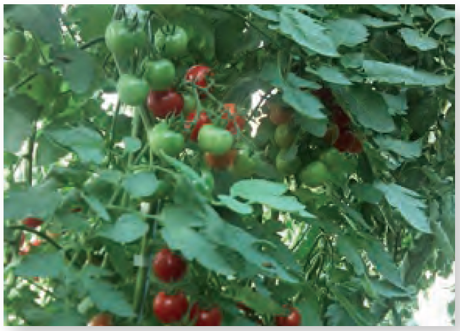 Plant de tomate cerise Miel du Mexique
