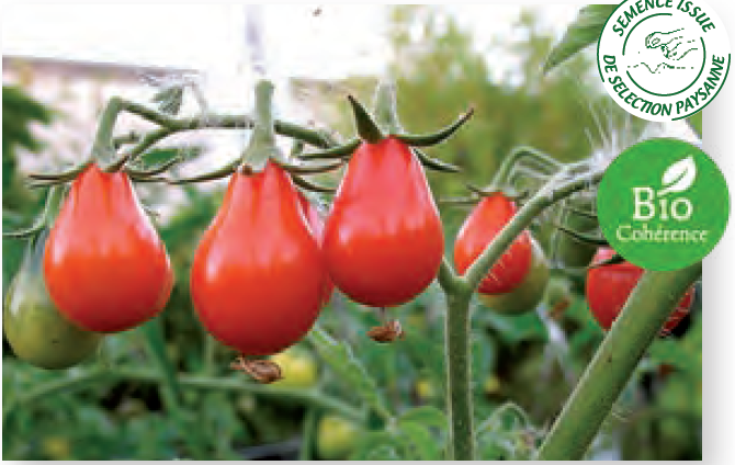 Plant de tomate cerise Poire Rouge