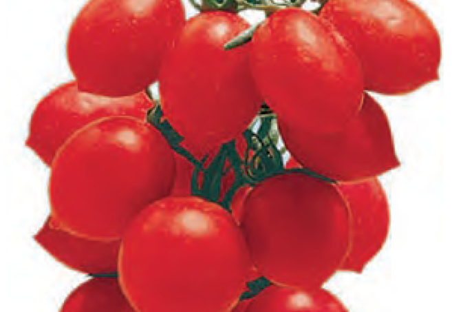 Plant de tomate cerise Prince Borghese