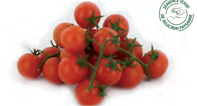 Plant de tomate cerise Délice des Jardiniers