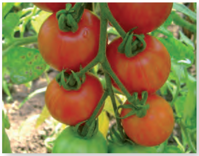 Plant de tomate cerise Tigrella Bicolore