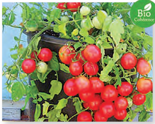Plant de tomate cerise Whippersnapper