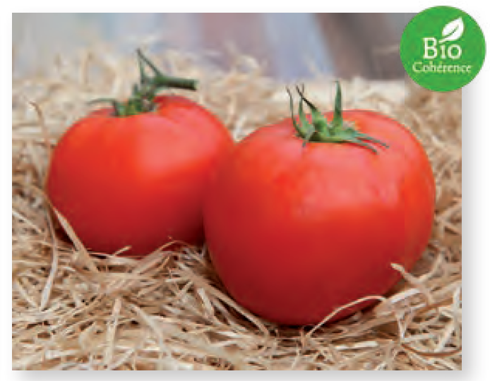 Plant de tomate Merveille des Marchés